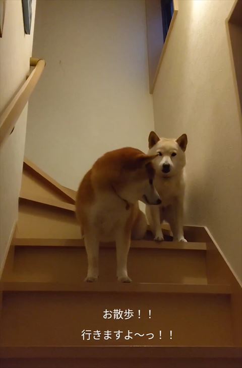 左のワンコ後ろ振り返る