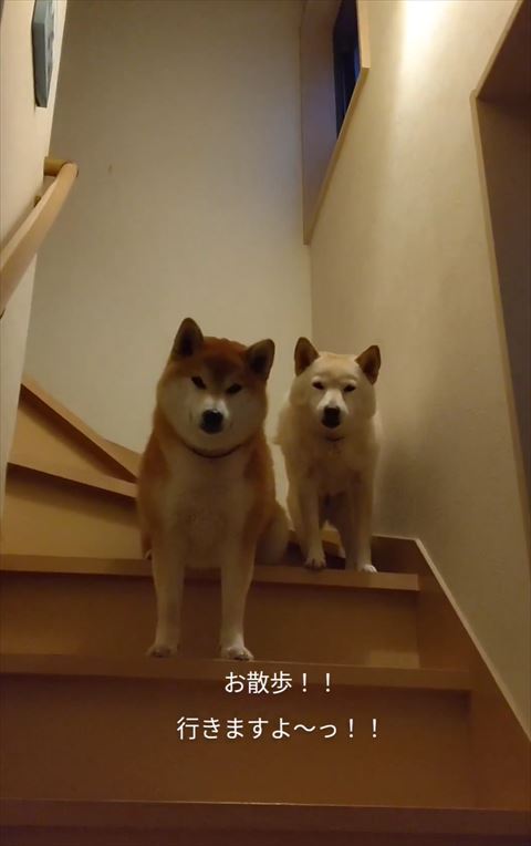 右のワンコ4足立ちで一緒に階段下見る