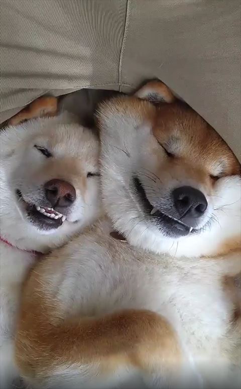 にこやかに寝る2匹