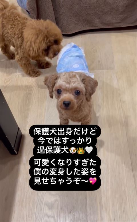 トイプービフォアフ