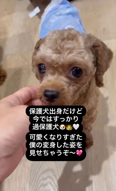 口元左なでられてるワンコ