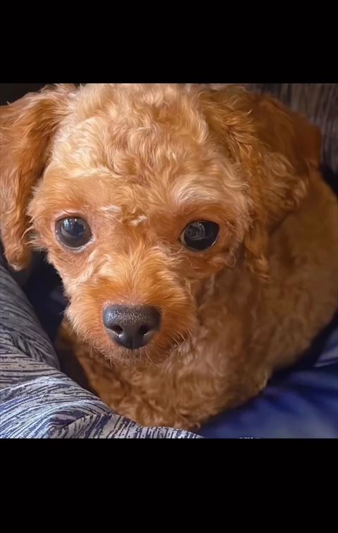 不安そうなワンコアップ