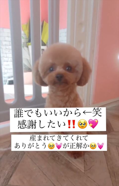 感謝したいテロップ