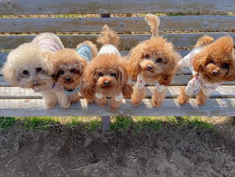 ベンチ5匹ワンコ