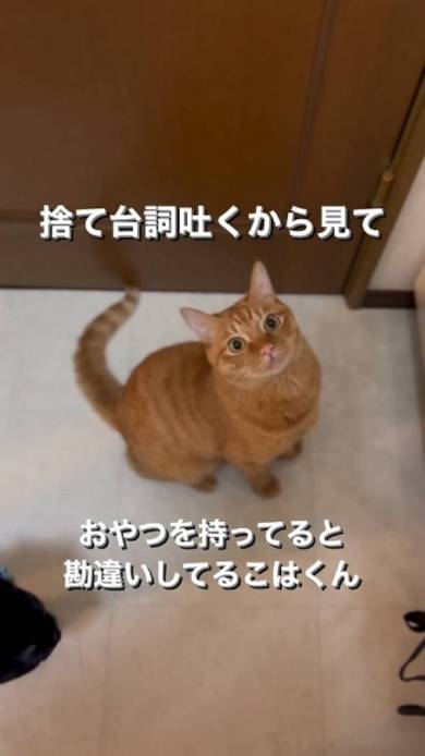 丸い目の猫