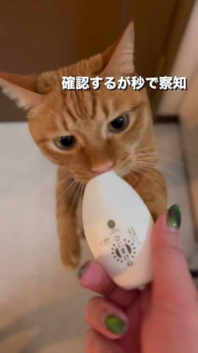 伸びる猫