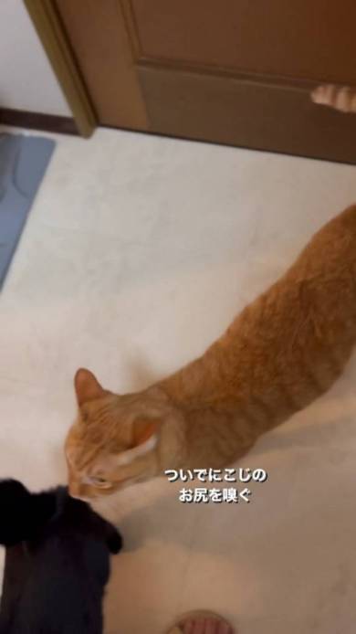おしりチェックする猫
