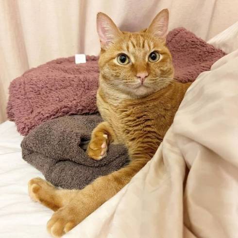 猫のこはくくん