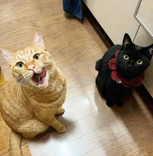 仲良しな猫たち