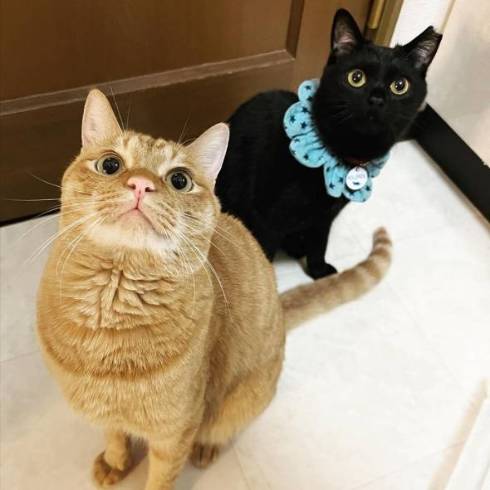 見上げる猫たち