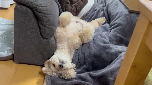 ひっくりかえる