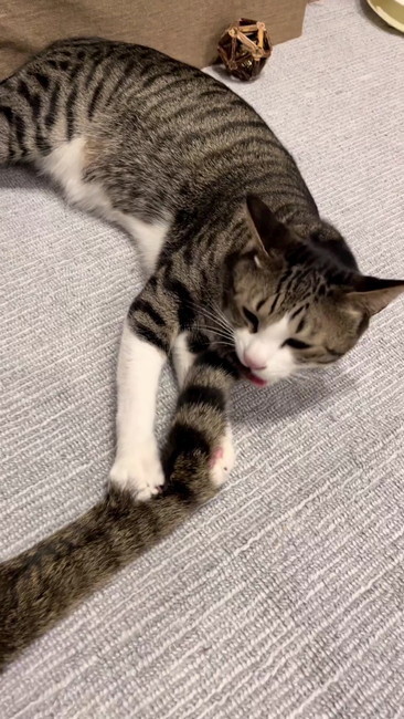 しっぽをかむ猫
