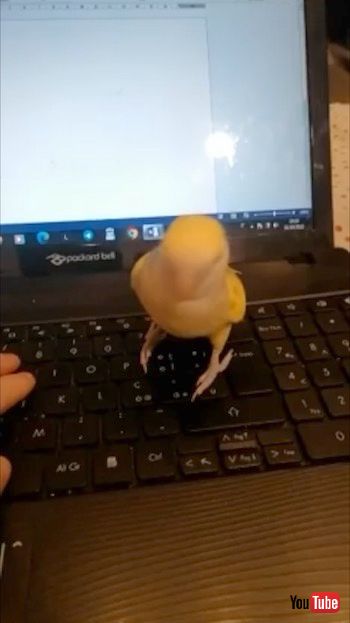 黄色いインコ