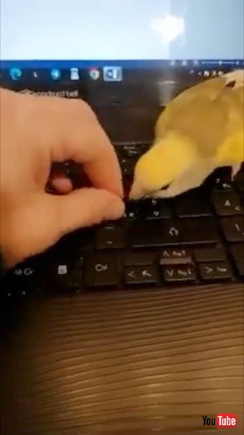 何度もトライするインコ