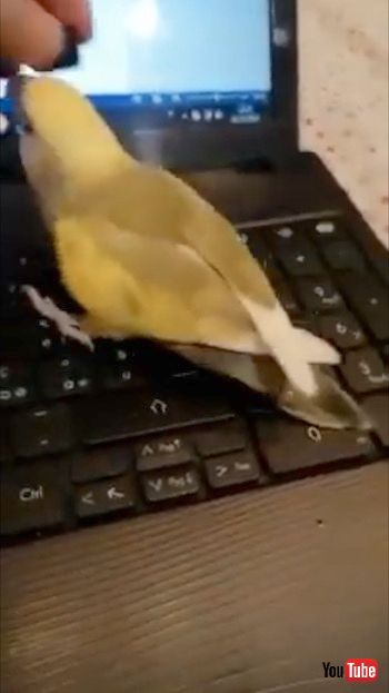 取り戻した飼い主