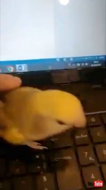 奪取するインコ