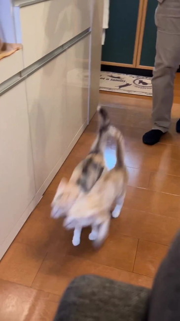 ダッシュする子猫