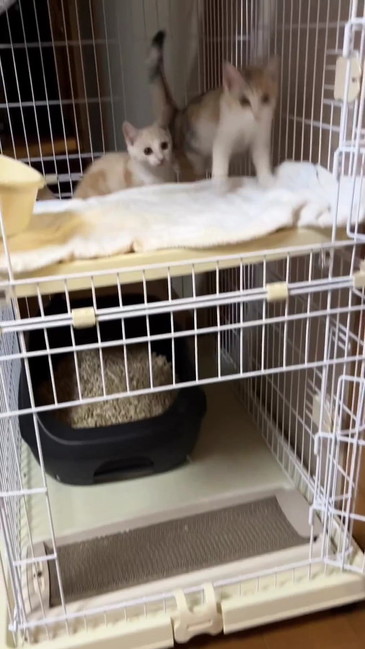 駆け上がる子猫