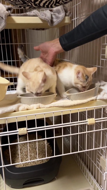 くっつく子猫たち