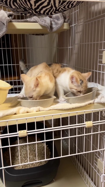 ご飯を食べる子猫たち