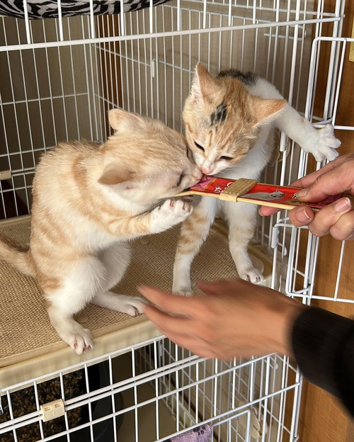 ちゅーる食べる猫2匹
