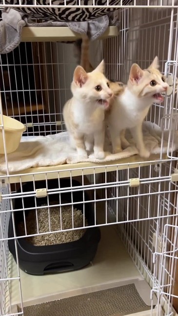 ぴったりの子猫たち