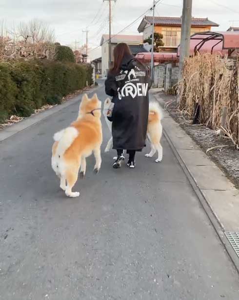 秋田犬のチョイチョイアピール