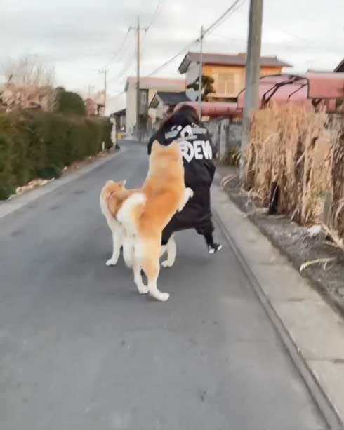 秋田犬のチョイチョイアピール