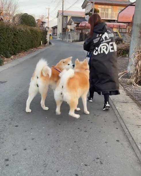 秋田犬のチョイチョイアピール