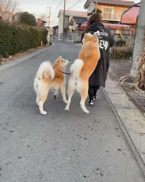 秋田犬のチョイチョイアピール