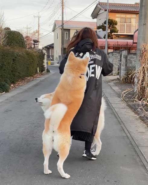 秋田犬のチョイチョイアピール
