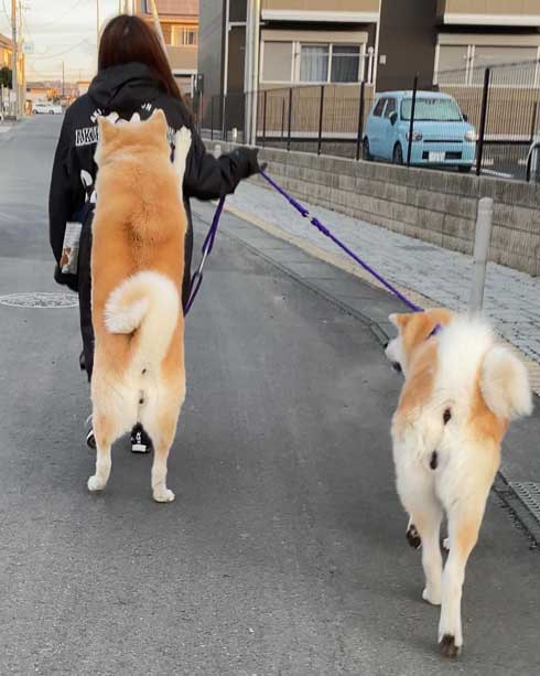 秋田犬のチョイチョイアピール