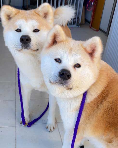 秋田犬のチョイチョイアピール
