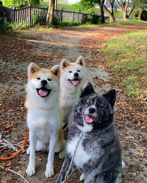 秋田犬のチョイチョイアピール