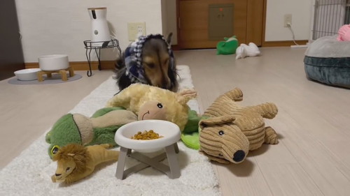 ぬいぐるみを運ぶ犬