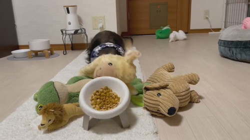 ぬいぐるみを運ぶ犬