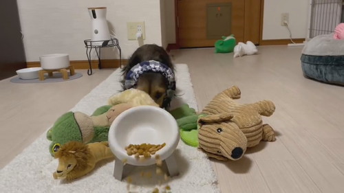 ぬいぐるみを運ぶ犬