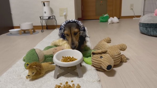 ぬいぐるみを運ぶ犬