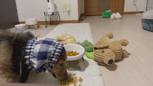 ぬいぐるみを運ぶ犬