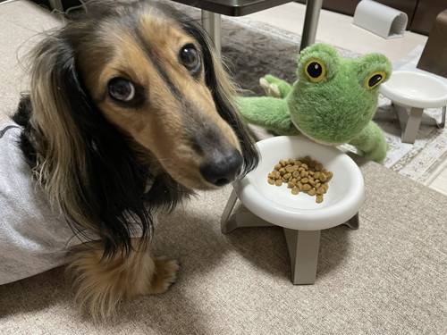 ぬいぐるみとごはん食べる犬