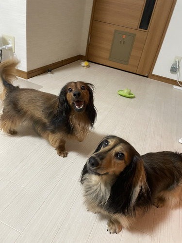 ダックスフント