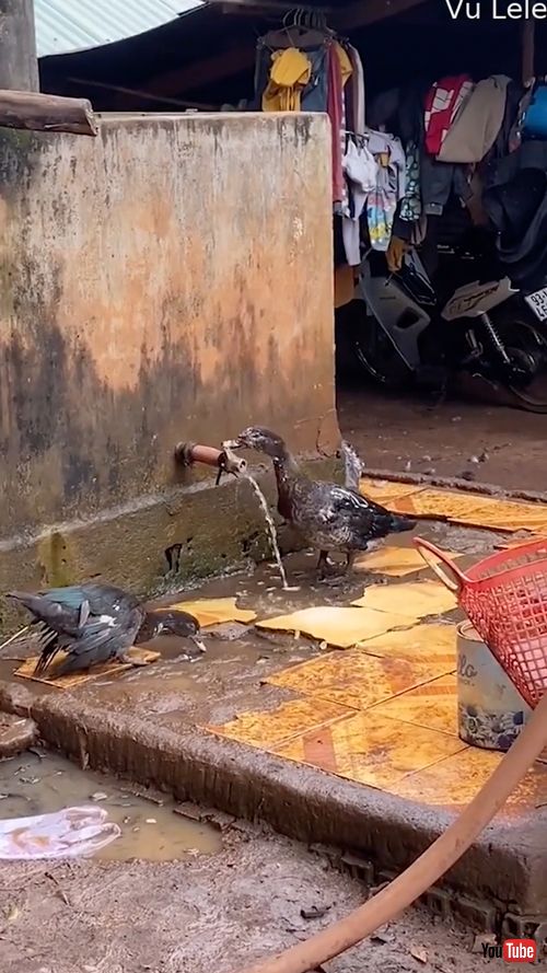 蛇口をひねって水を飲むアヒル