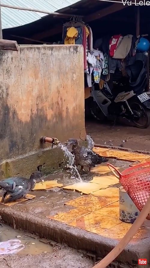 蛇口をひねって水を飲むアヒル