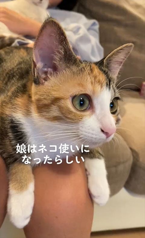ヒザに座る三毛猫ちゃん