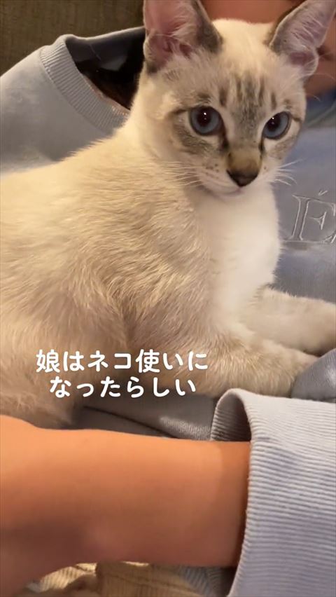 お腹の上シャムネコアップ