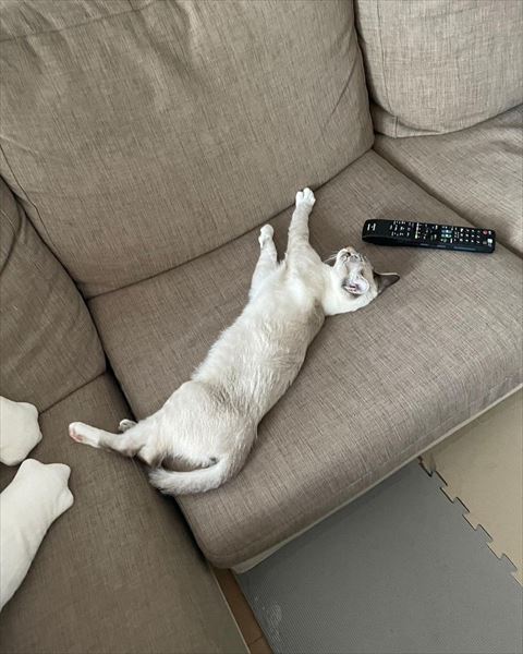 寝てるシャムネコ