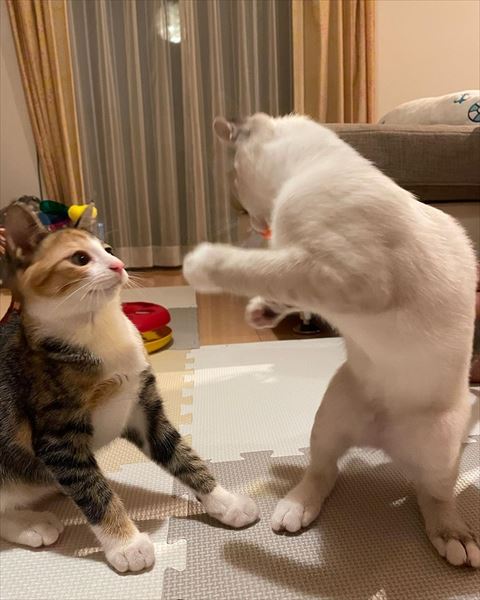 猫パンチしそうな猫とひるむ猫