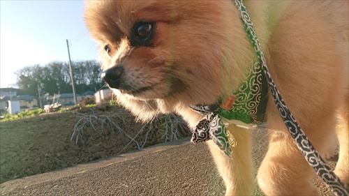 犬かと聞かれた犬