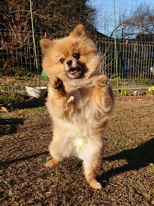 犬かと聞かれた犬