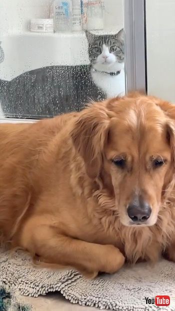 ドアをふさぐワンコ